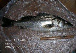 円山川にてシーバス73㎝