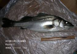 円山川にてシーバス73㎝