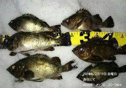 香住にて良型メバルの釣果