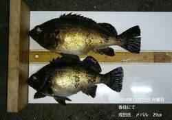 香住にてメバル29cm！