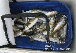 津居山にて10～12㎝のアジを80匹