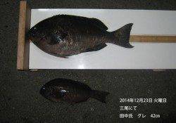 三尾にてグレ42㎝の釣果