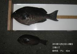 三尾にてグレ42㎝の釣果