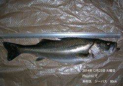 円山川にてシーバス80㎝！