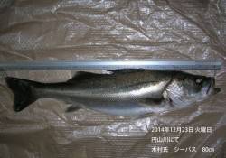 円山川にてシーバス80㎝！