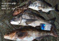 香住にてチヌ45㎝&アイナメ47㎝