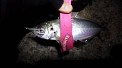 淀川河口アジング☆ドラグが出てアジ28cm…