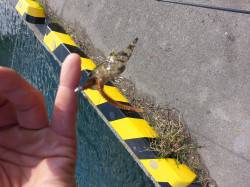 2時間ほど深日港にてデイゲーム　湾内で小型…