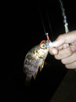 洲本港でアジング　常夜灯にアジたまっていま…