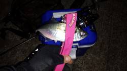 淀川河口アジング　アジ高活性でボトムに着く…