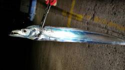 大阪南港　キビナゴをエサにウキ釣り、まだ太…