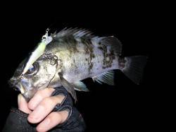 戸坂・塩津漁港周辺　シャロー帯でのプラッキ…