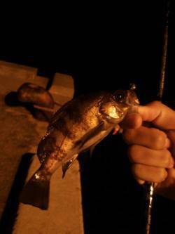 炬口　久しぶりのシーバス狙いで57cm