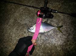 淀川河口アジング　ボトムドリフトパターンで…