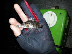 岡田浦漁港　ガシラが連続ヒット、魚を通じて…