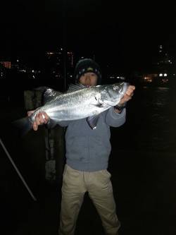 久しぶりに南紀へ釣行　ヒラスズキ・アカハタ…