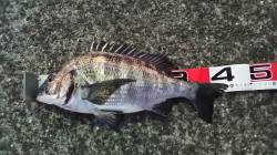 丸１日フカセでチヌ釣り　朝は大阪港で46㎝…