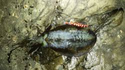 白浜周辺エギング　アオリイカ1500g&a…