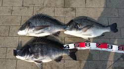 大阪南港　今年最後のフカセ釣りで年無しチヌ…