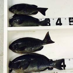 椿の地磯にてグレ４１ｃｍ！