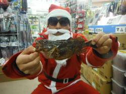 クリスマス前にガシラのプレゼント!大磯で探…