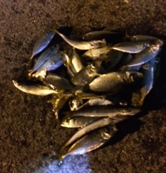 助松埠頭　陽のあるうちはカマス、陽が落ちてからアジテンポ良く釣れました♪