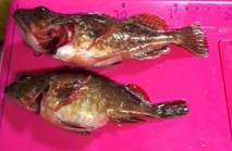 神戸空港　スプリットでとりあえずガシラ　本…