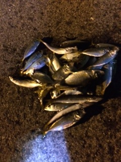 助松埠頭　陽のあるうちはカマス、陽が落ちて…