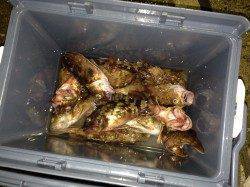 大阪南港魚つり園　昼はシラサのウキ釣りでガシラ大漁、夕方にはタチウオ♪