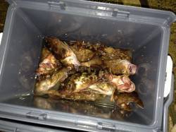 大阪南港魚つり園　昼はシラサのウキ釣りでガ…