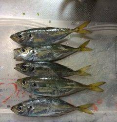 助松埠頭周辺アジング　パターンばらばらで苦労しました