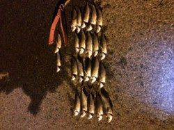 助松埠頭　自作ジグヘッドのアジングはテンポ良いアタリ