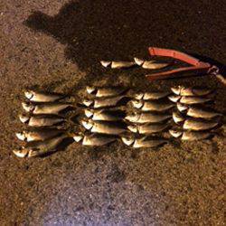 助松埠頭　自作ジグヘッドのアジングはテンポ良いアタリ