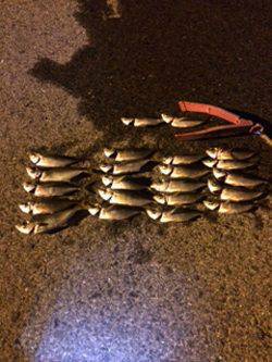 助松埠頭　自作ジグヘッドのアジングはテンポ良いアタリ