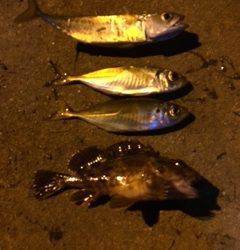 助松埠頭周辺アジング　JH 0.4gでコツ…アタリはかなりショートバイトでした