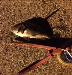 助松埠頭アジング、クリアーのラメ入りワームが反応◎　メバルの接岸も♫