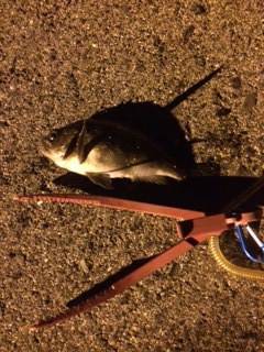 助松埠頭アジング、クリアーのラメ入りワーム…