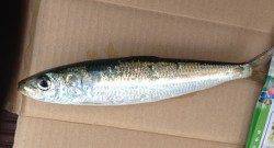 東二見　サビキで20センチ以上のサイズのマイワシ達が入れ食い状態