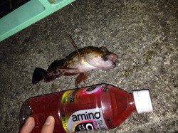 りんくう　ミノーを投入するとタチウオ二連続ヒット、まだいてますね！