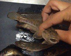 汐見埠頭周辺　アオイソメの投げ釣りでハゼの釣果　ほかオキアミでメバルも