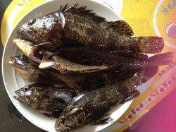 東二見人工島　根魚狙いで穴釣り　産卵で食い気がたっているようでした♪