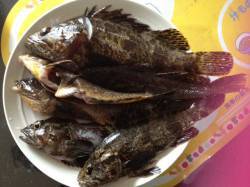 東二見人工島　根魚狙いで穴釣り　産卵で食い…