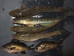 汐見埠頭周辺　アオイソメの投げ釣りでハゼの…