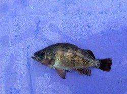 高砂埋立地周辺でサビキ釣り　寒くて釣れません…メバルの釣果だけでした