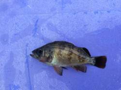 高砂埋立地周辺でサビキ釣り　寒くて釣れませ…