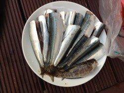 東二見　サビキで20センチ以上のサイズのマイワシ達が入れ食い状態