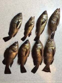 神戸空港　メバリング釣行〜足元で反応良く、…