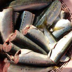 東二見　大晦日にサビキでマイワシ☆