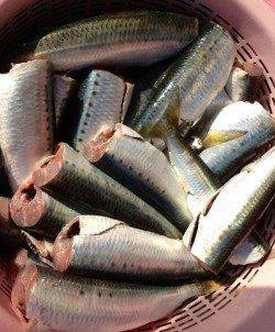 東二見　大晦日にサビキでマイワシ☆