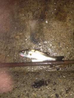 東二見　雨の合間のアジングでアジとチーバス…